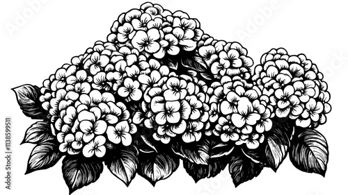 A patch of bigleaf hydrangeas blooming in a formal garden setting, Plant Illustration