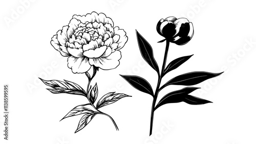 Peony stem with leaves and unopened bud next to a bloom, Plant Illustration