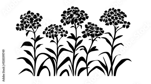 Phlox with dome-shaped flower clusters in a country garden, Plant Illustration