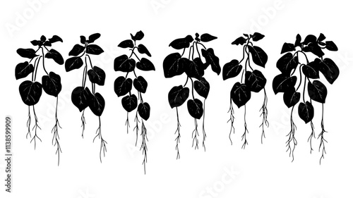 Potato plants suspended in air with roots periodically sprayed, Plant Illustration