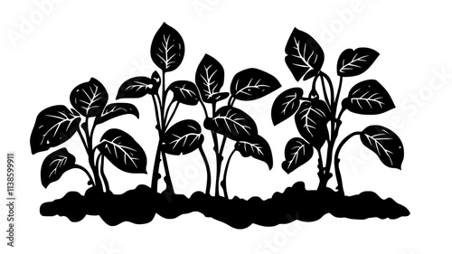 Potato plants with exposed tubers during harvest, Plant Illustration