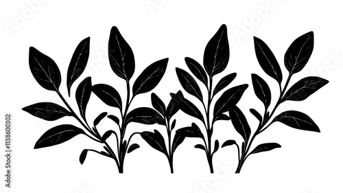 Sage plant with fuzzy, elongated leaves on thick stems in a sunny garden, Plant Illustration