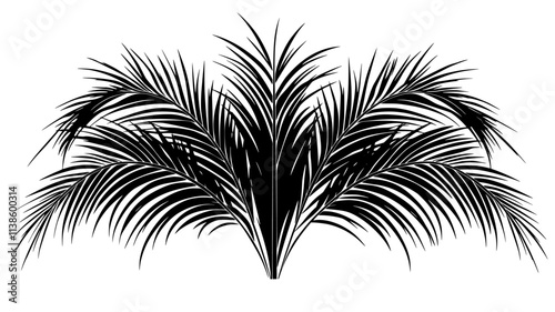 Sago palm with stiff, feather-like fronds emerging from the center, Plant Illustration