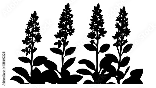 Sedum plants with flat-topped flower clusters, Plant Illustration