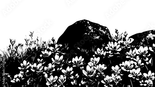 Sedum groundcover on a sunny slope with rocks, Plant Illustration