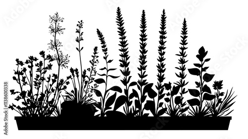 Salvias with spiky blooms in a Mediterranean-style garden, Plant Illustration