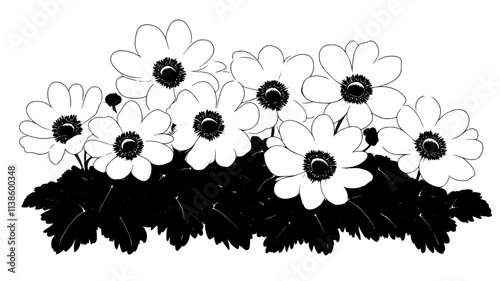 Several anemone chrysanthemums blooming in a well-maintained garden bed, Plant Illustration