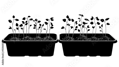Seedling trays with sprouting flower seeds in greenhouse, Plant Illustration