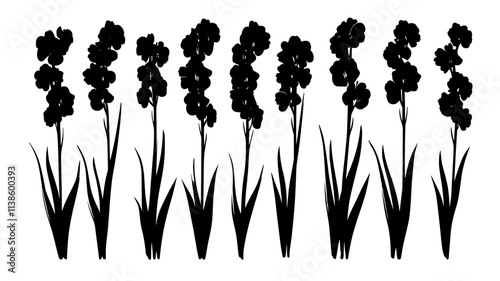 A set of gladiolus flowers placed in a line, stems evenly spaced, Plant Illustration