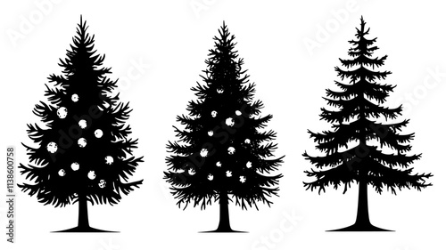 Spruce trees with pitch blisters on bark, Plant Illustration