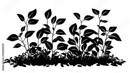 Vinca minor spreading under shrubs in a shaded garden, Plant Illustration