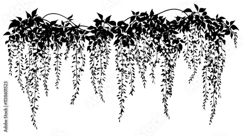 Wisteria with long, hanging clusters of flowers on twisted stems, Plant Illustration