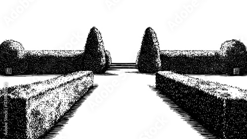 Yew hedge bordering a formal English garden, Plant Illustration