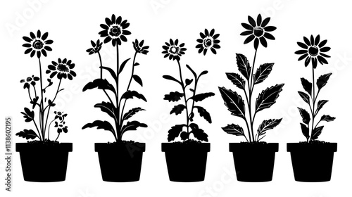 Echinacea plants growing in rows in a herb garden, Plant Vector Graphic