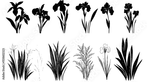 Field of iris plants with flowers at various stages, Plant Vector Graphic