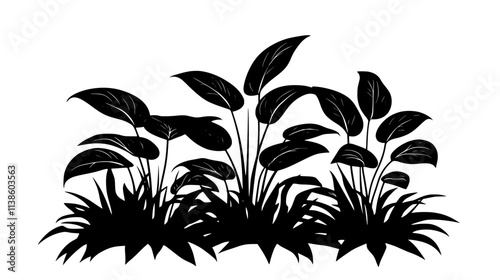 Hosta plants with contrasting leaf edges in a shade garden, Plant Vector Graphic