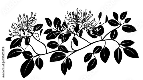 Honeysuckle with oval leaves and tubular flowers on twining stems, Plant Vector Graphic