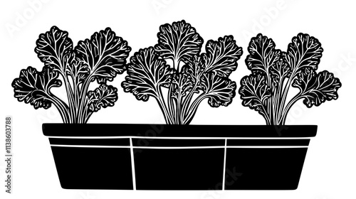Kale plants with curly leaves in a container garden, Plant Vector Graphic