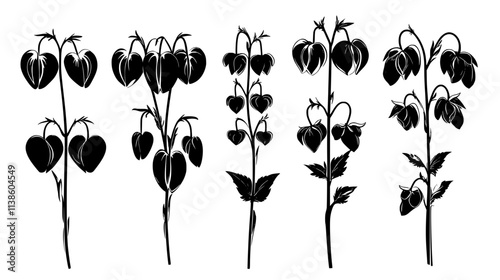 Multiple varieties of bleeding heart flowers side by side, Plant Vector Graphic