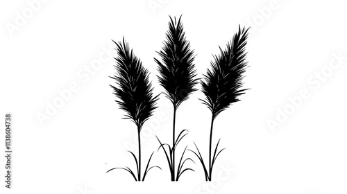 Pampas grass with large, feathery plumes atop tall stalks, Plant Vector Graphic