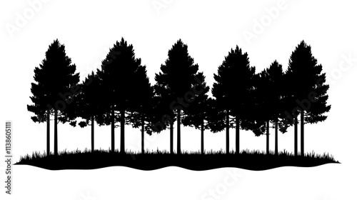 Pine forest with straight trunks in a commercial plantation for timber, Plant Vector Graphic