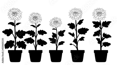 Potted chrysanthemum plant with flowers at various stages, Plant Vector Graphic