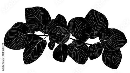 Prayer plant leaves folding upward at night, Plant Vector Graphic