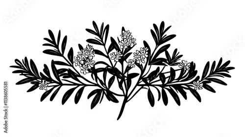 Rosemary plant with small flowers along woody stems, Plant Vector Graphic