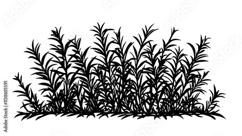 Rosemary bush with needle-like leaves growing on woody stems in a garden, Plant Vector Graphic