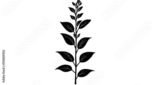 Sage plant with fuzzy, elongated leaves on thick stems in a sunny garden, Plant Vector Graphic