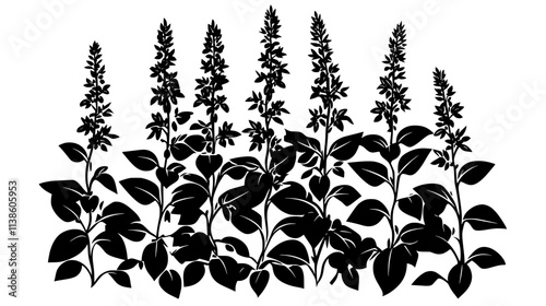 Salvias with spiky blooms in a Mediterranean-style garden, Plant Vector Graphic