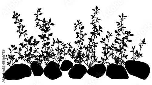Thyme plants forming a low-growing mat in a rock garden, Plant Vector Graphic