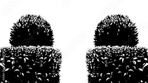 Yew hedge bordering a formal English garden, Plant Vector Graphic