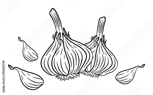 Garlic hand drawn engraved. Vector monochrome illustration isolated on white