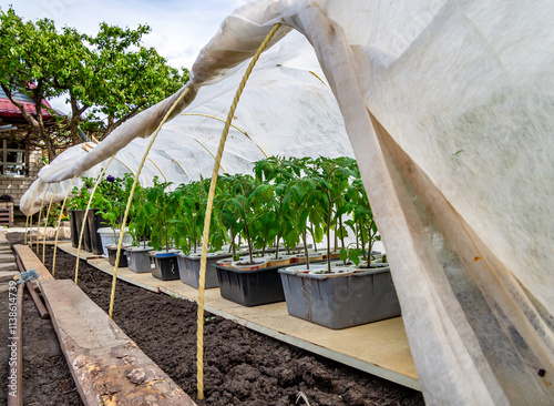 Exposing seedlings to the street under covering material for hardening
