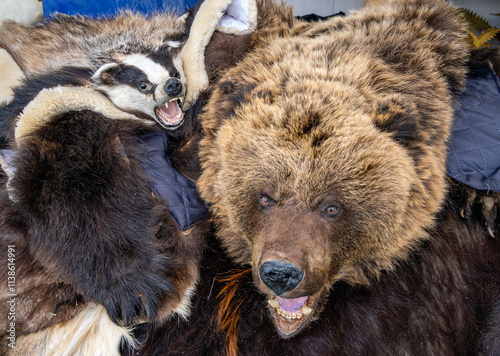 A bear skin and a badger skin lying on the counter photo