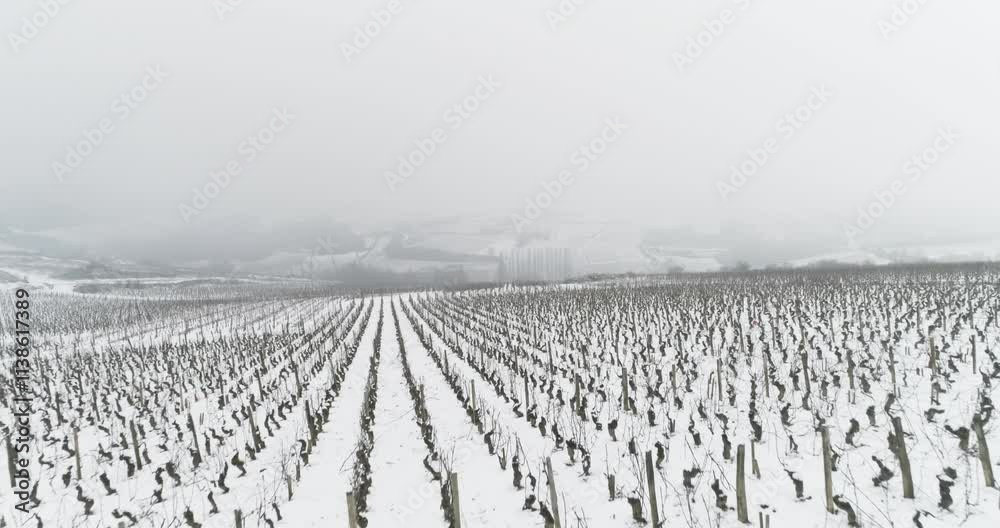 Plan aérien drone de survol des vigne de Bourgogne en hiver sous la neige dans le brouillard