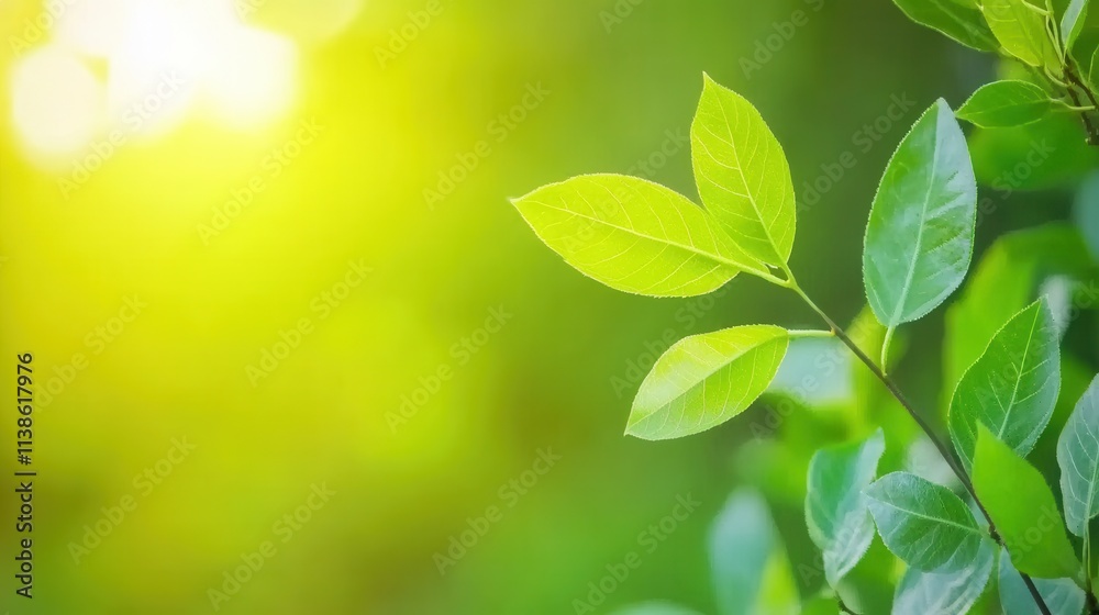 Fresh Green Leaves with Soft Sunlight Background in Nature Setting Fresh Green Leaves with Soft Sunlight Background in Nature Setting