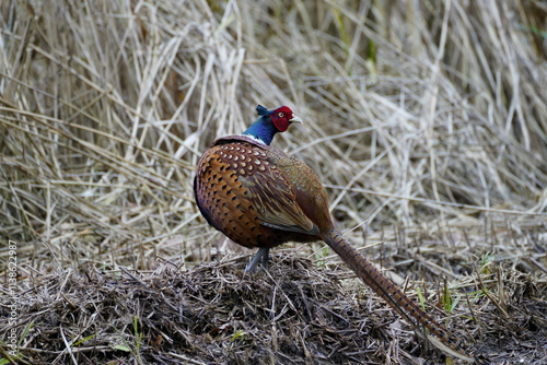 pheasant photo