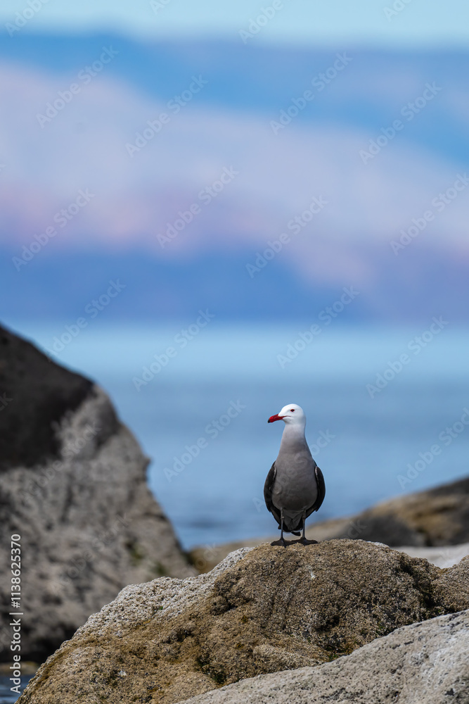 A Heermann's gull (Larus heermanni) standing in Baja California Sur, Mexico. A Heermann's gull (Larus heermanni) standing in Baja California Sur, Mexico.