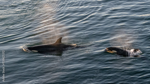 Killer Whales (Orcinus orca) off the coast of Baja California Sur in the Sea of Cortez, Mexico.