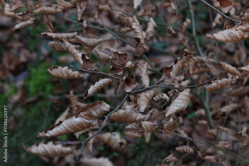 cones on a tree cones on a tree