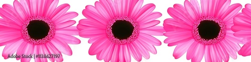 Gerbera flower heads in magenta, isolated on a transparent PNG background, created with Stock.