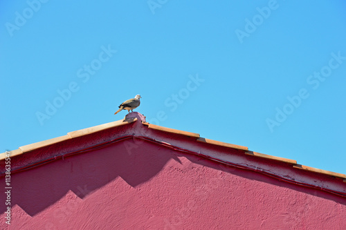 Lonely dove