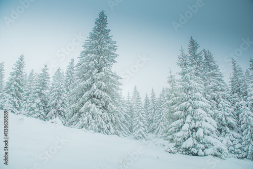 winter forest in the snow