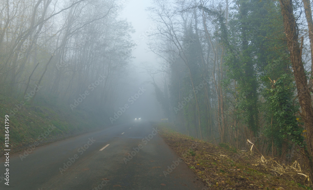 Obraz premium Foggy forest road with distant car headlights