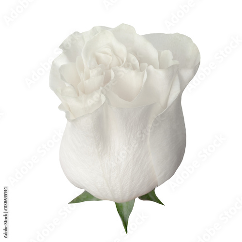 Obraz na płótnie Beautiful single white rose isolated on transparent background w salonie