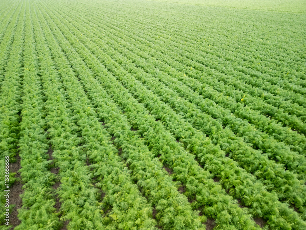 Puglia, Hectares of Fennel Fields Seen from Above Natural Geometries and Green Harmony Puglia, Hectares of Fennel Fields Seen from Above Natural Geometries and Green Harmony