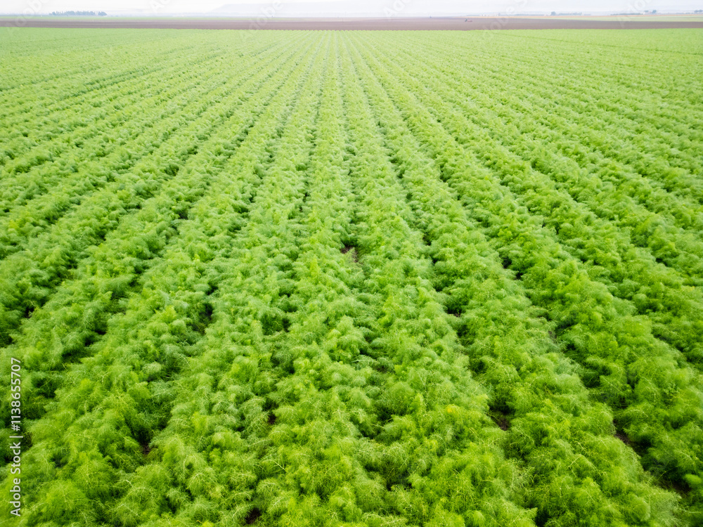 Puglia, Hectares of Fennel Fields Seen from Above Natural Geometries and Green Harmony Puglia, Hectares of Fennel Fields Seen from Above Natural Geometries and Green Harmony