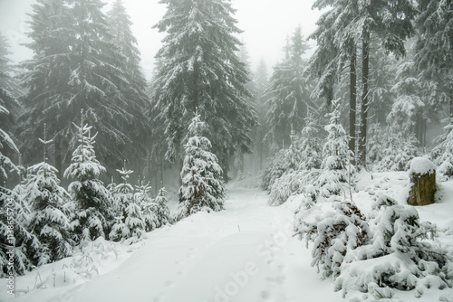 Winterwanderung durch den Thüringer Wald bei Oberhof und dem Kanzlersgrund bei winterlichen Wetter - Thüringen - Deutschland